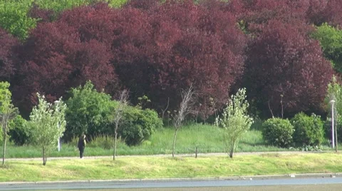 Tree Vidéo 8776651