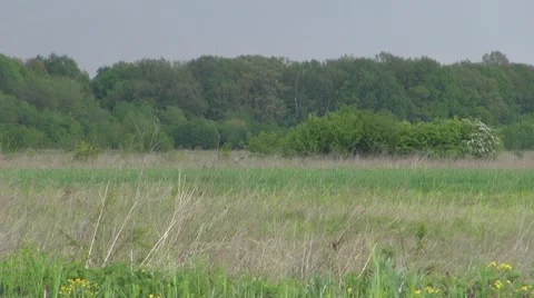 Tree Видео 8776718