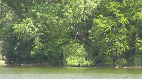 Tree Vídeos de archivo 8776728