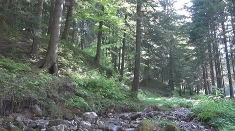 Tree 스톡 동영상 8776788