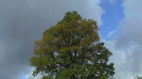 Tree Video stock 8776804