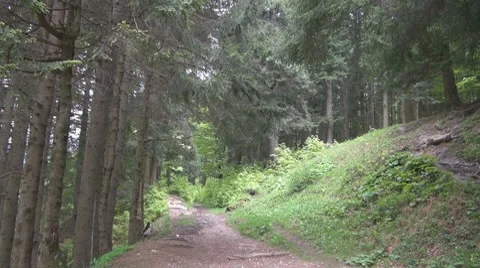 Tree Video stock 8776818