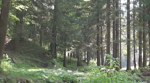 Tree 库存影片 8776960