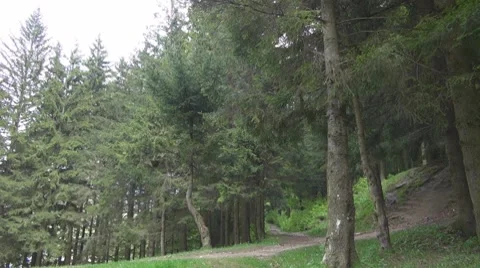Tree Vidéo 8776971