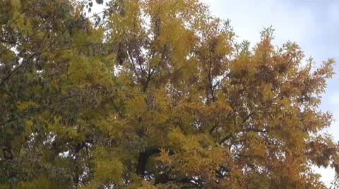 Tree Vídeos de archivo 8848837