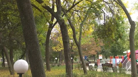 Tree Vidéo 8848924