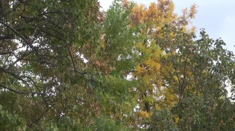 Tree Vídeos de archivo 8848939