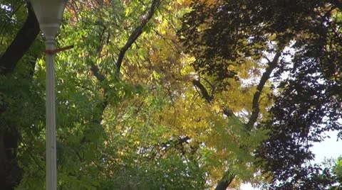 Tree Stock Footage 8849146