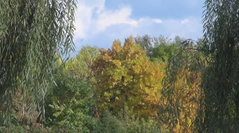 Tree 스톡 동영상 8849174