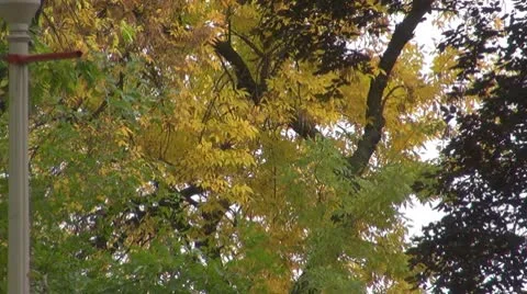 Tree 库存影片 8851538