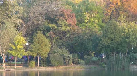 Tree Stock-Footage 8908679