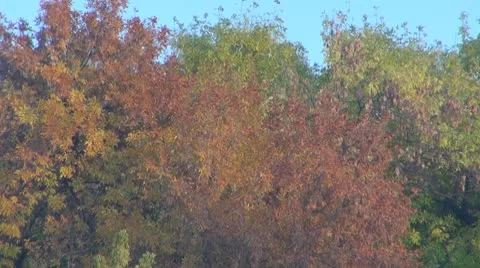 Tree Video stock 8908709