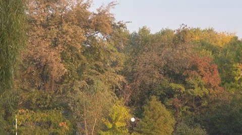 Tree Stock-Footage 8908717