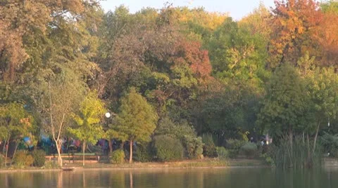 Tree Stock-Footage 8908751