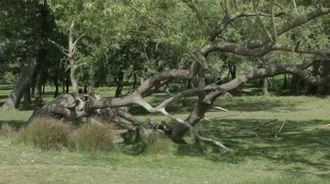 Tree Stock Footage 10725913