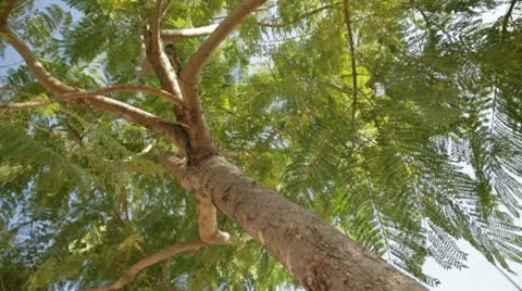 Tree Stock Footage 10734494