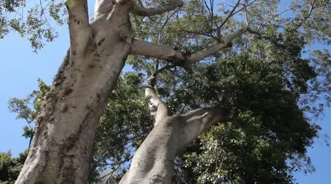 Tree Stock Footage 10742899