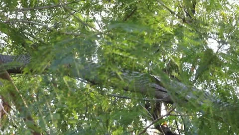 Tree Stock Footage 10833027