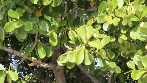 Tree Stock Footage 10844207