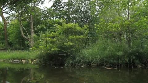 Tree Video stock 11231385