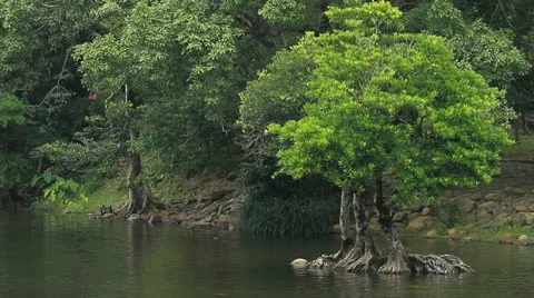 Tree Stock Footage 11277602