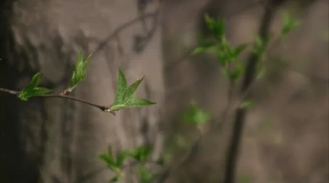 A tree Stock Footage 11304969