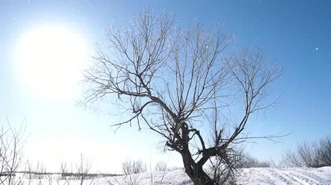 Tree Vídeo Stock 22013354