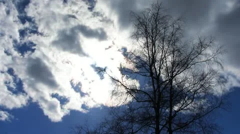 Tree Vídeo Stock 22424605