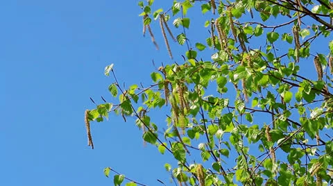 Tree Stock Footage 22984885