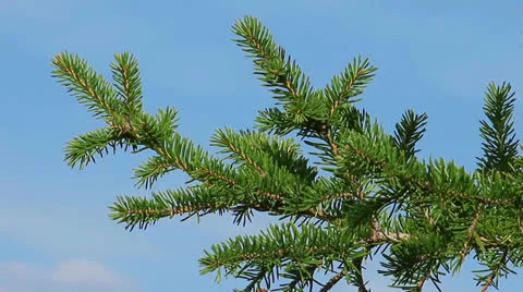 Tree Stock Footage 22986047