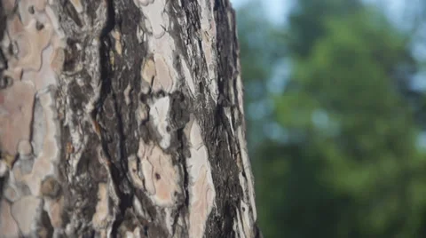 Tree Stock Footage 27242692