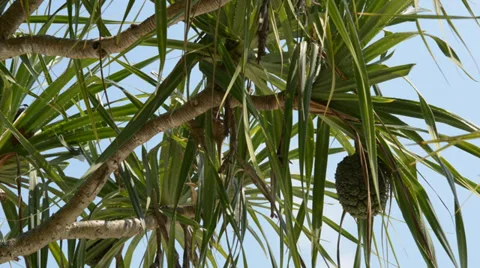 Tree 库存影片 28011403