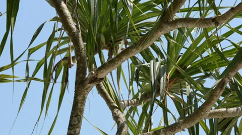 Tree 库存影片 28011425