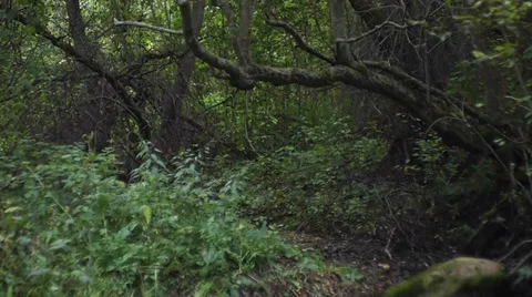 Tree Vídeo Stock 29525408