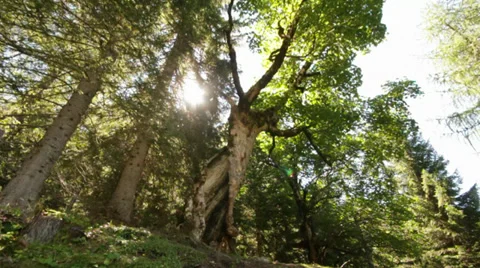 Tree Stock Footage 29591993