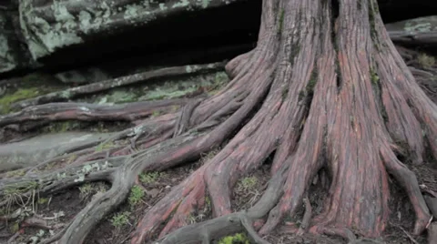 Tree Video stock 31038215