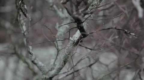 Tree Video stock 31038540