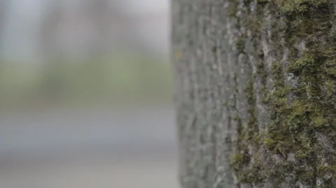 Tree Stock Footage 31748182