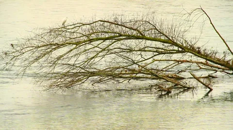 Tree Stock Footage 33061109