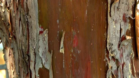 Tree 動画素材 73293823