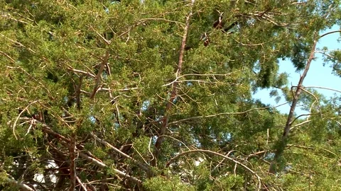 Tree 動画素材 73312188