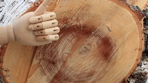 Like from a tree Stock Footage