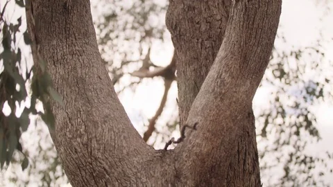 Tree Stock Footage 75275238