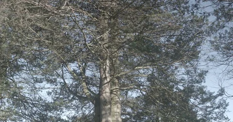 Tree Stock Footage 77817627