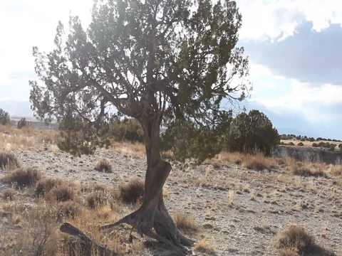 Tree Video stock 80933160