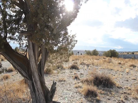 Tree Stock Footage 80933334