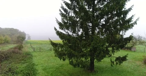 Tree Stock Footage 83060710