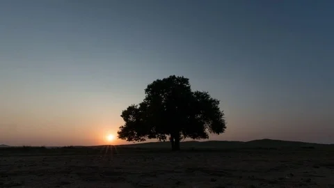 A tree Stock Footage 84071011