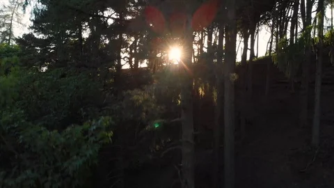 Up the tree Stock Footage 89816835