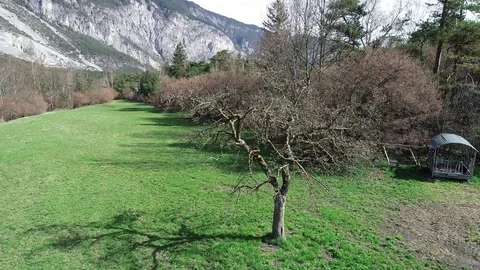 Tree Video stock 91694840